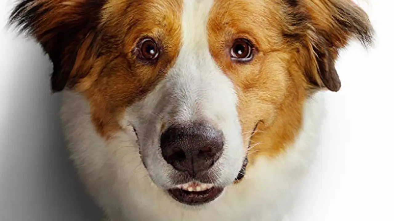 A Dog's Journey (DreamWorks)