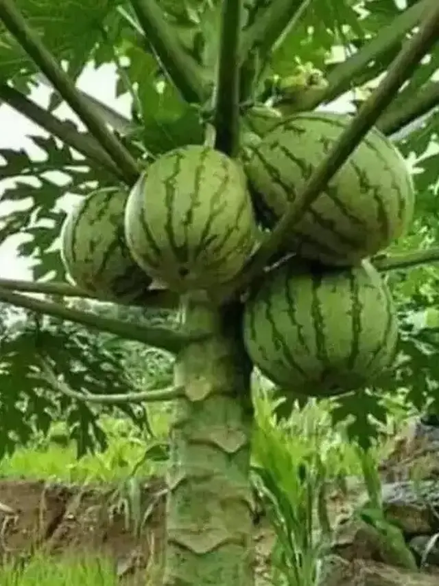 6 Potret Buah Tumbuh di Pohon yang Tak Sesuai Ini Bikin Bingung, Absurd