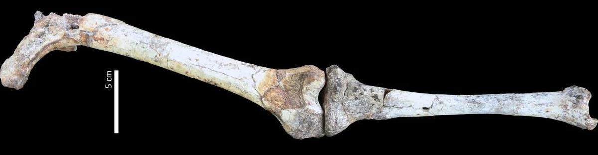 Paranthropus robustus