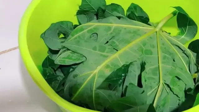 Masukkan Ayam Lalu Timpa Lagi Dengan Daun Pepaya