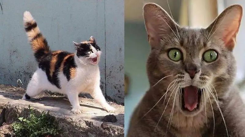 10 Potret Ekspresi Lucu Kucing saat Kaget Ini Bikin Gemas