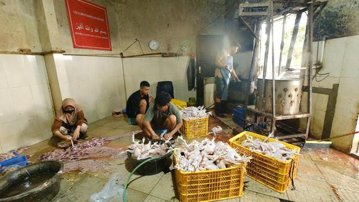 Berkah Dapur MBG bagi Usaha Ayam Potong Karanganyar, Pasok Hingga 2,3 Ton Daging Segar per Hari
