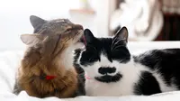 Hal Ini Perlu Diperhatikan Agar Kucing Tidak Cedera Akibat Kalung yang Dipakai