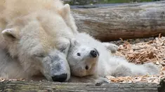 Seekor anak beruang kutub berinteraksi dengan induknya, Tonja, di kandang mereka di kebun binatang Tierpark, Berlin pada Selasa (26/3). Anak beruang kutub berjenis kelamin betina yang belum dinamai itu lahir pada 1 Desember 2018. (Photo by Jens Kalaene / dpa / AFP)