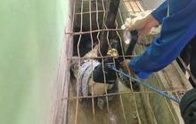 Setelah 28 Tahun Bersama, Buaya ‘Nunung’ Mau Tak Mau Berpisah dari Tuannya