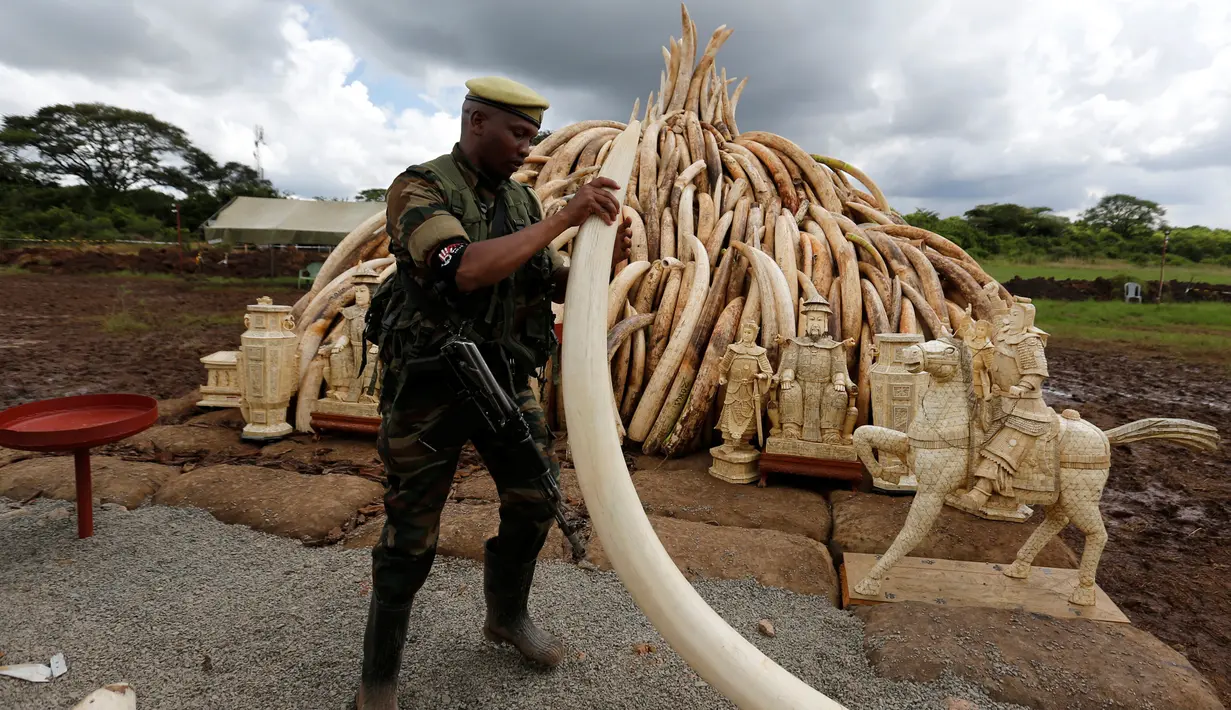 Petugas Patroli memegang gading gajah yang berhasil disita, Nairobi National Park, Kenya, Jumat (28/4/2016). Gading gajah sebanyak 105 ton tersebut rencananya akan dimusnahkan dengan dibakar. (Reuters/Thomas Mukoya)