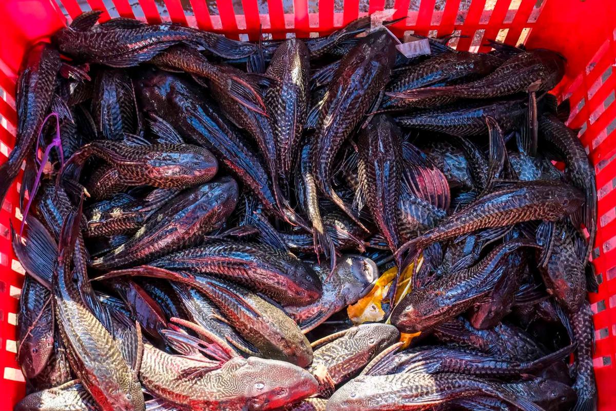 FOTO:Pemusnahan Ikan Sapu Sapu di Waduk Kaja Ciracas
