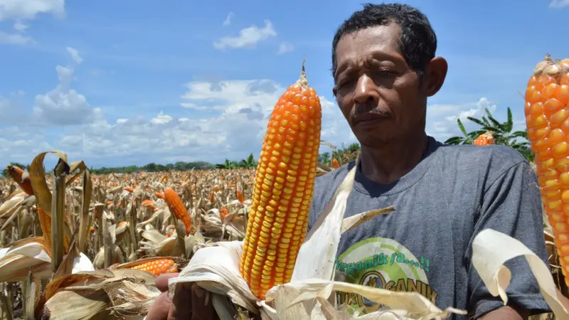 Difitnah Gunakan Formalin, Puluhan Penjual Jagung di Bima Merugi