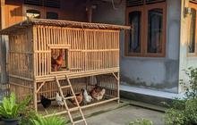 8 Usaha Ternak Modal Kecil Tanpa Kandang Besar, Tetap Cuan Meski Lahan Terbatas