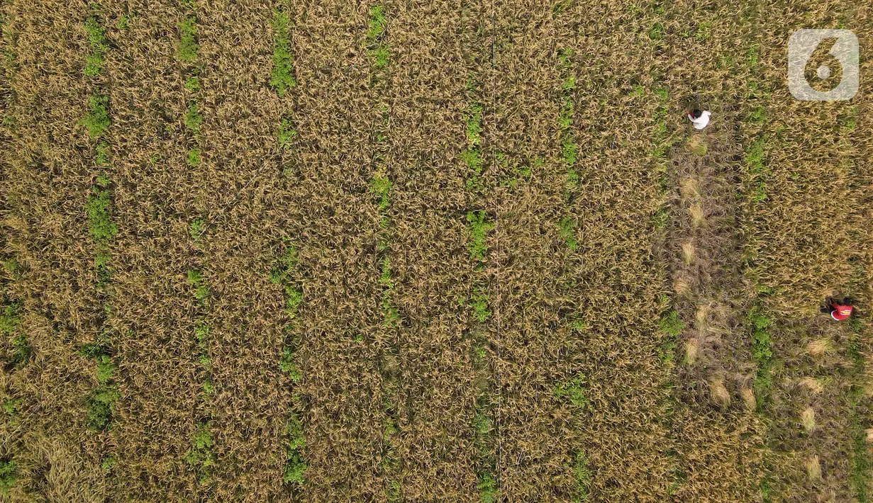 Pandangan udara saat petani memanen padi dari Sawah Abadi di kawasan Ujung Menteng, Jakarta, Rabu (23/2/2022). Lahan seluas tiga hektare di bawah Dinas Ketanganan Pangan Kelautan dan Pertanian (KPKP) DKI Jakarta tersebut mampu menghasilkan padi seberat 19,5 ton. (merdeka.com/Imam Buhori)