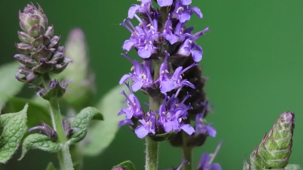 Sage (Salvia officinalis)