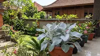 7 Tanaman Hias dengan Daun Berbulu yang Cocok untuk Taman dan Indoor