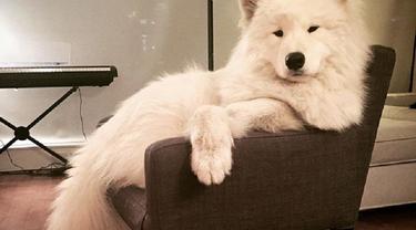 Kenalan Dengan Stella Anjing Shamoyed Yang Bisa Bernyanyi Lifestyle Fimela Com