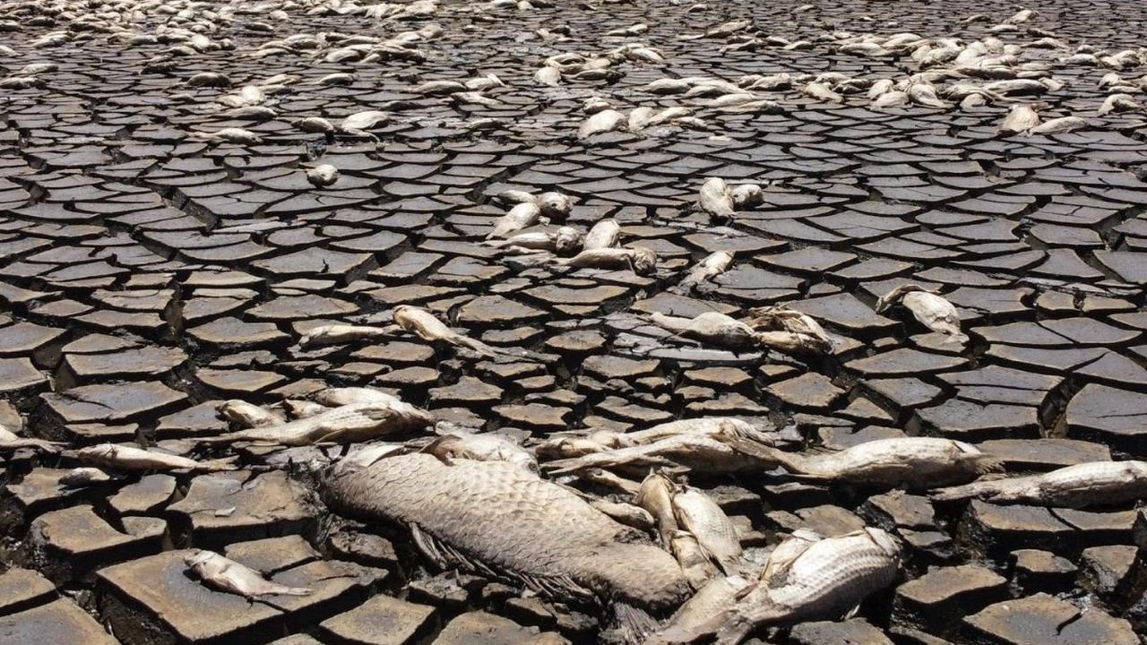 Sejumlah bangkai ikan tegeletak di dasar Laguna Bustilos yang mengering di dekat Anahuac, Negara Bagian Chihuahua, Meksiko, pada 5 Juni 2024. Perubahan iklim menyebabkan musim kemarau panjang melanda Meksiko dengan suhu meningkat melebihi 40 derajat celci