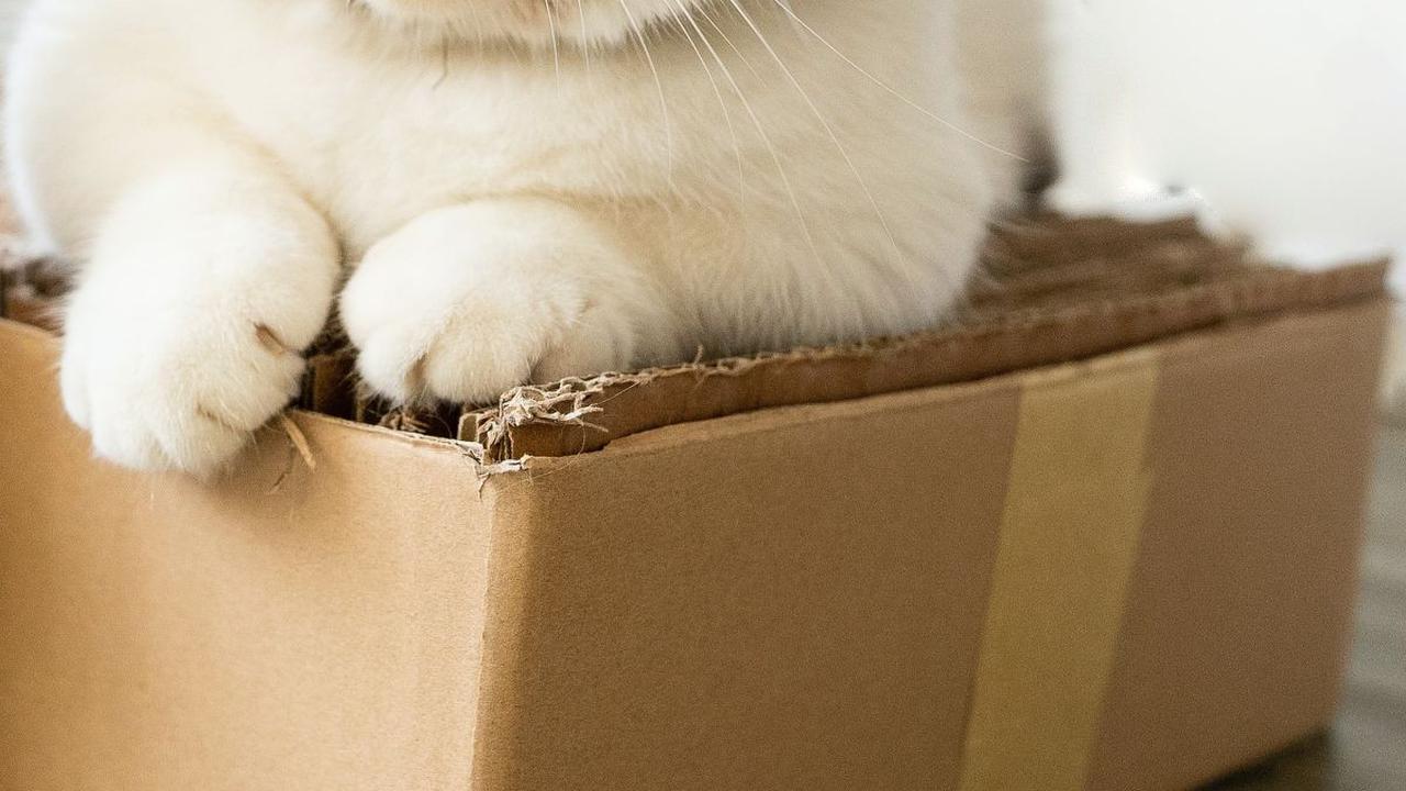 Kucing Hamil Berapa Bulan? Berikut Ciri-ciri dan Cara Merawatnya