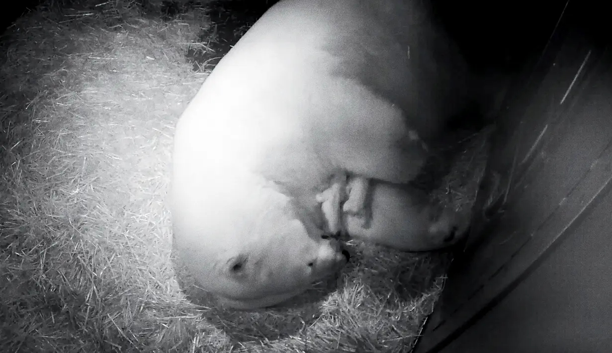 Induk beruang kutub,Liya, merawat dua bayi kembarnya di dalam kandang di Sea World Gold Coast, Australia, Selasa (2/5). Bayi kembar tersebut dilahirkan pada 26 April 2017 lalu dengan berat masing-masing 600 gram. (Handout / SEA WORLD AUSTRALIA / AFP)