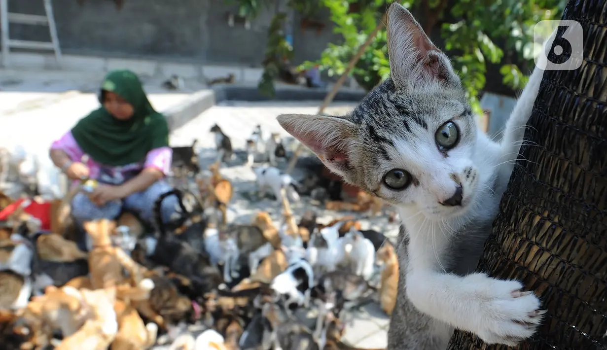 Sekitar satu juta rupiah sehari dia habiskan untuk merawat kucing-kucing lokal tersebut. Biaya tersebut digunakan untuk membeli pakan, pasir khusus, tisu, vitamin, obat-obatan, dan biaya rumah sakit hewan bagi kucing yang sakit parah. (merdeka.com/Arie Basuki)