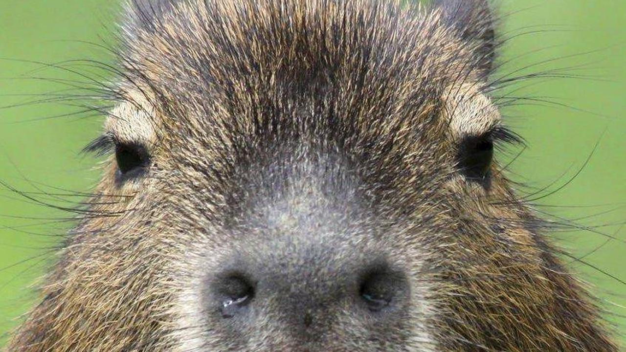 7 Captivating Facts About Capybara