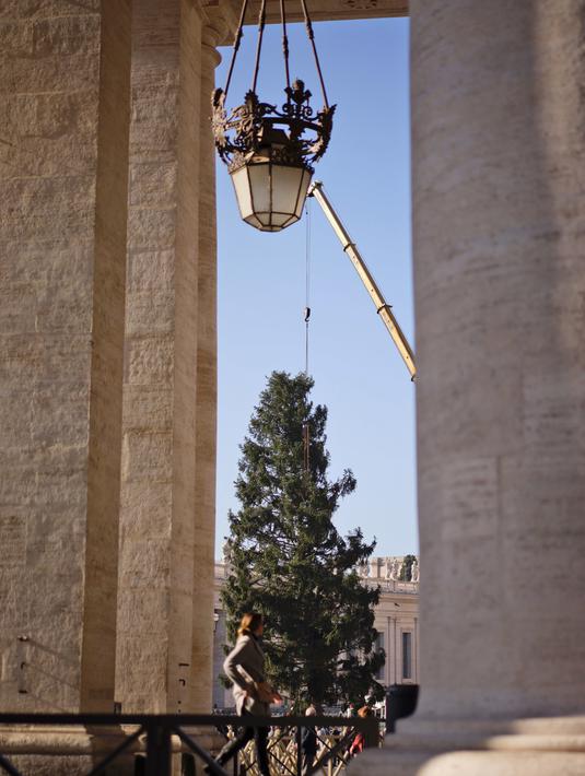Sebuah derek dikerahkan untuk mendirikan pohon Natal raksasa di Alun-alun Santo Petrus, Vatikan, Kamis (23/11). Pohon Natal yang didatangkan dari Polandia ini tingginya mencapai 28 meter. (AP Photo/Andrew Medichini)