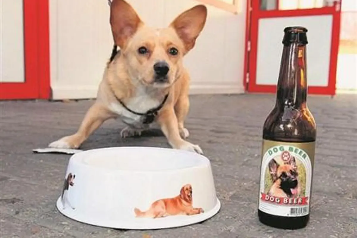 Baru, Bir Anjing Khusus Bagi Anjing yang Suka Minum