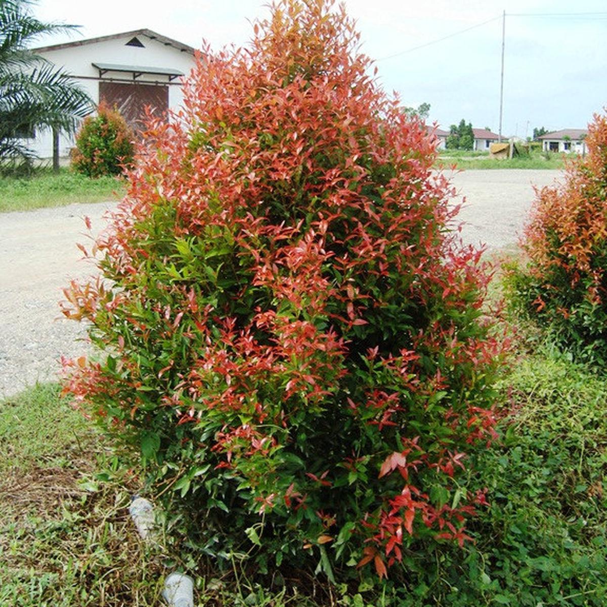 Pucuk Merah
