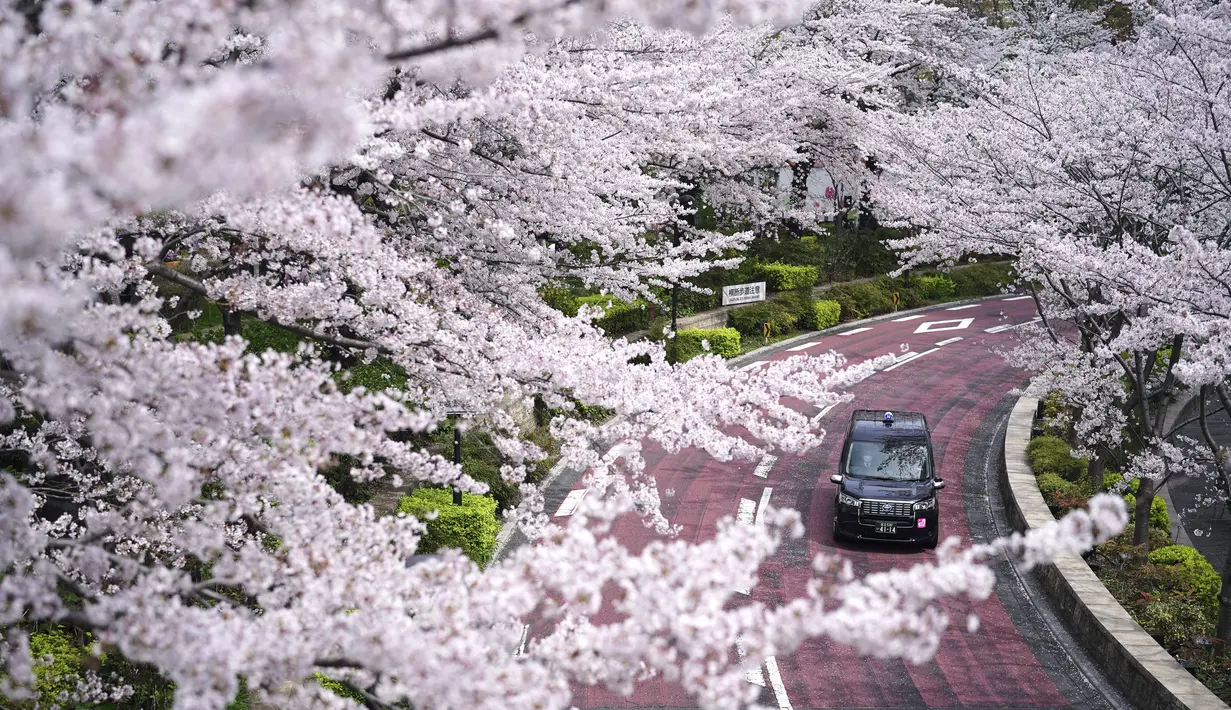 Sebuah taksi melaju di sepanjang deretan bunga sakura yang mekar pada Kamis, 31 Maret 2022, di Tokyo. Bunga sakura, atau "sakura", adalah bunga favorit Jepang dan biasanya mencapai puncaknya pada akhir Maret hingga awal April. (AP Photo/Eugene Hoshiko)