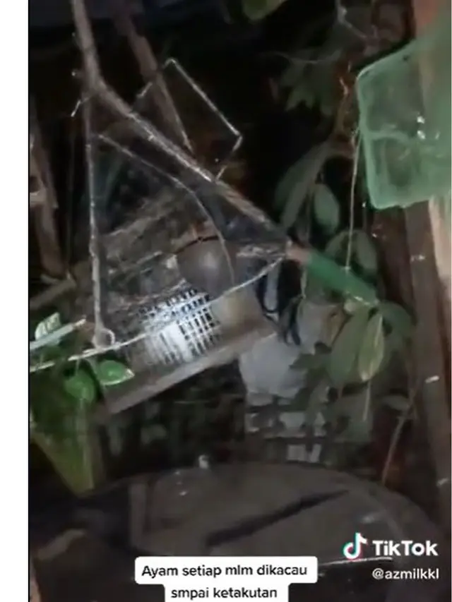 Ayam Berkokok Tiap Malam, Pria Ini Temukan Makhluk Misterius di Belakang Kandang