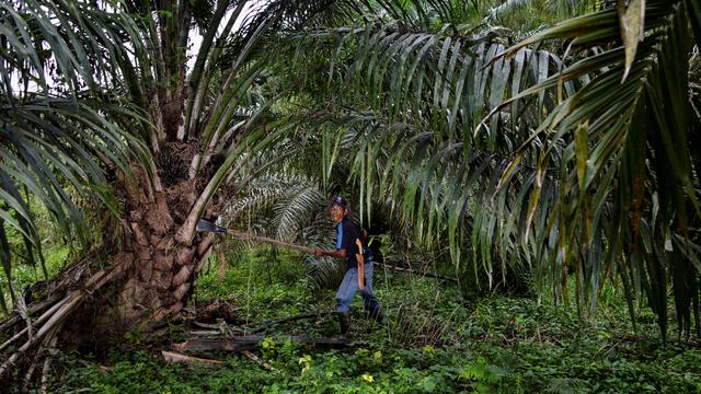 <span>Seorang pekerja sedang menebang pohon di perkebunan kelapa sawit di Sampoiniet, provinsi Aceh (7/3/2021). Kelapa sawit merupakan tanaman perkebunan yang memiliki produksi terbesar di Kabupaten Aceh. (AFP Photo/Chaideer Mahyuddin)</span>