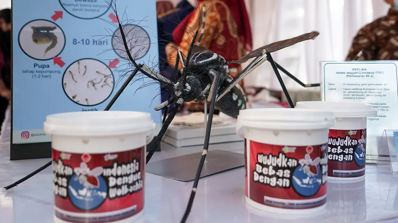 Teknologi wolbachia bakal diaplikasikan di Semarang. Diharapkan bisa mengurangi angka DBD di kota tersebut. (Foto: Kemenkes RI)
