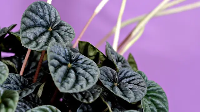 Tanaman Hias Peperomia