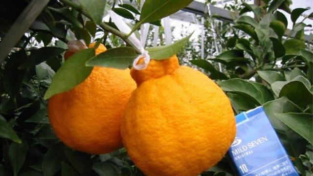 6 Potret Buah Termahal di Dunia dengan Bentuk Aneh, Ada yang Hampir 2 Miliar