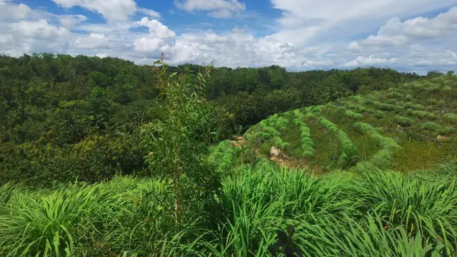 Serai Wangi