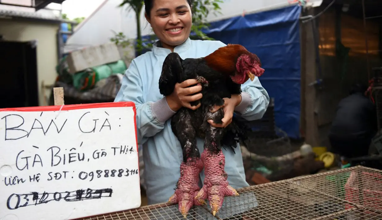 Seorang wanita memegang ayam Dong Tao untuk dijual di rumahnya di Provinsi Hung Yen, Vietnam, 10 Januari 2023. Jenis ayam endemik ini bisa kamu temukan di wilayah Khoai Chau atau sekitar 30 kilometer dari Hanoi, Vietnam. (Nhac NGUYEN/AFP)