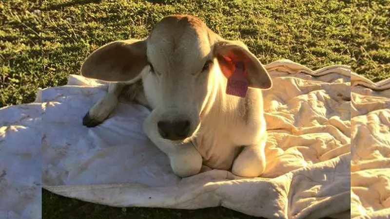 Lucu, Sapi Betina Ini Menganggap Dirinya Seekor Anjing