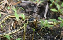 Ketahui Sederet Fakta Unik Ular Cicak Belang yang Dianggap Mirip dengan Spesies Berbisa