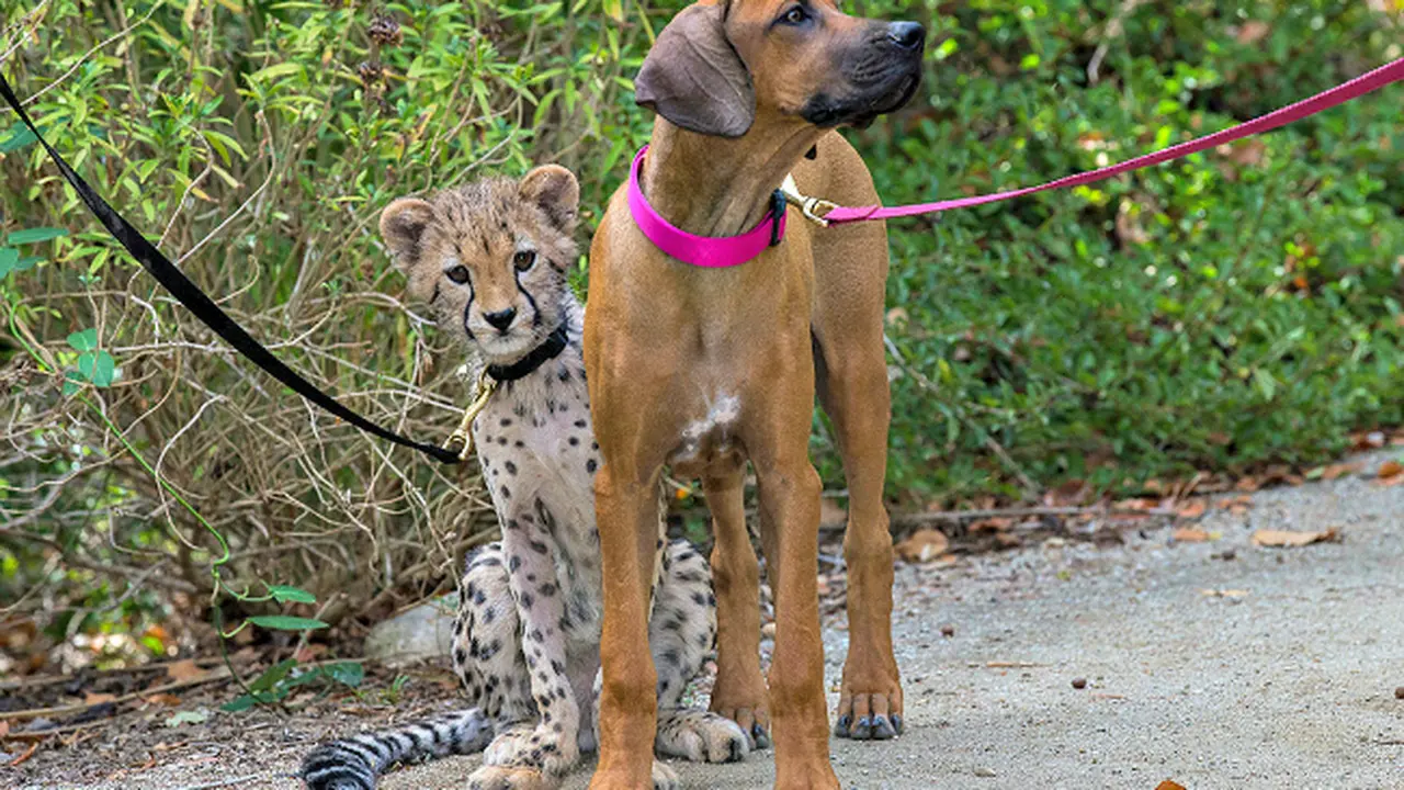 Unik, Lomba Lari Cheetah dan Anjing *VIDEO