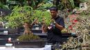 Pengunjung melihat tanaman bonsai saat pameran dan kontes di Lapangan Bola Chikal, Tapos, Depok, Jawa Barat, Minggu (4/12/2022). Pameran dan kontes yang digelar oleh Perkumpulan Penggemar Bonsai Indonesia (PPBI) Cabang Depok tersebut diikuti 500 peserta. (merdeka.com/Arie Basuki)