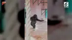 Seekor bayi Gorila, asik menari ballet sampai ia merasa pusing dan terjatuh.