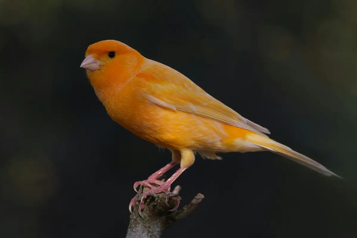 Jenis Burung Kenari