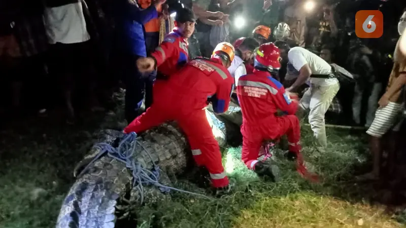 Penyelamatan Buaya Berkalung Ban di Kota Palu