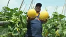 Petani menunjukkan melon premium Stella F1 di Teluk Naga, Tangerang, Kamis (20/4). PT East West Seed Indonesia (Ewindo) berhasil membina petani di sekitar Jakarta dengan teknik budidaya tanaman hortikultura berkualitas tinggi. (Liputan6.com/Helmi Afandi)