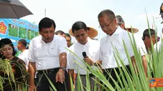 Citizen6, Cariu: Sawah di desa ini merupakan sawah tadah hujan dan tanahnya merupakan lahan kritis, dengan top soil berkisar antara 10 s.d 15 cm, dibawahnya sudah terdapat batuan dan pasir. (Pengirim: Badarudin Bakri)