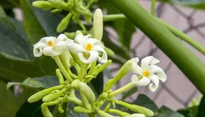 10 Pohon Buah yang Menghasilkan Bunga Terindah, Cocok Buat Halaman Depan Rumah