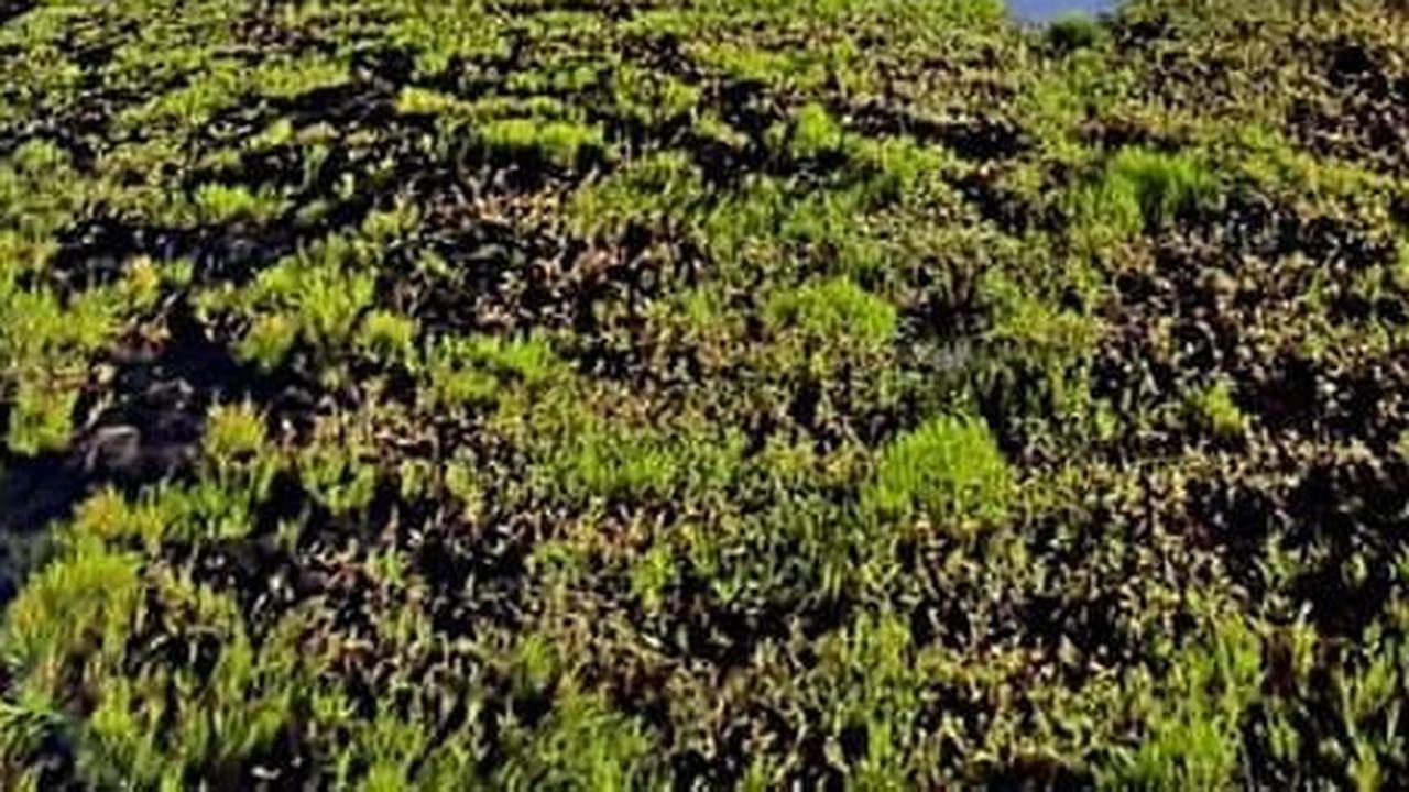 Dikabarkan Ada Bongkahan Emas di Puncaknya, Ini 4 Fakta Menarik Gunung Talamau Pasaman Barat