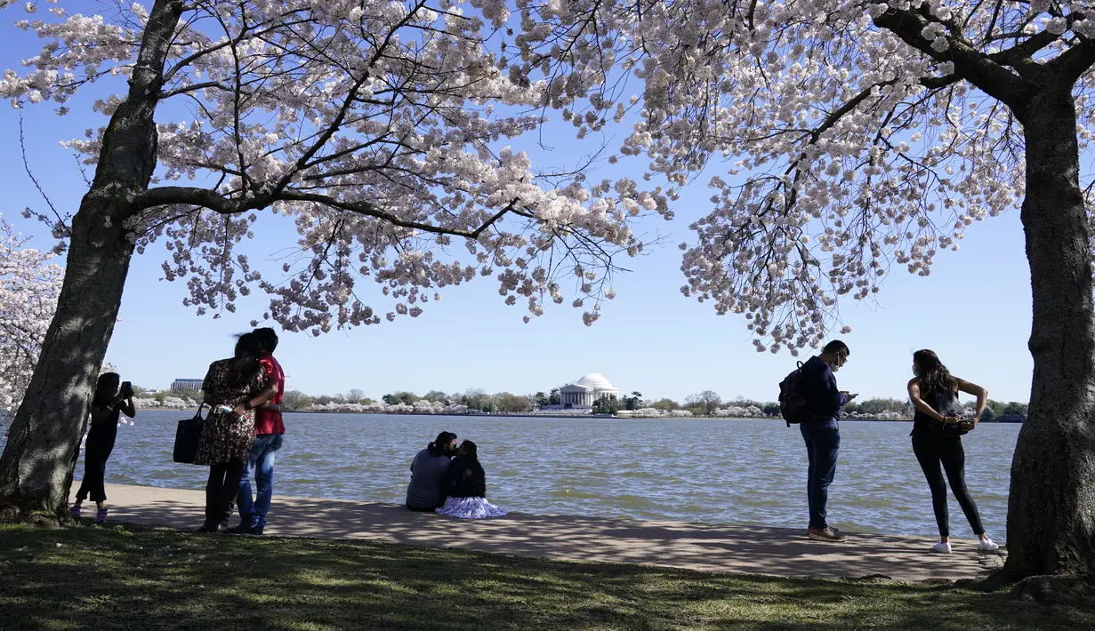 Orang-orang duduk di bawah pohon sakura Yoshino yang sedang mekar penuh di sekitar Tidal Basin di Washington, Selasa (30/3/2021).  Festival Bunga Sakura Nasional 2021 merayakan pemberian asli 3.000 pohon sakura dari kota Tokyo kepada masyarakat Washington di 1912. (AP Photo/Susan Walsh)