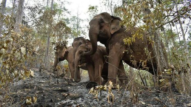 Kisah Gajah Thailand yang Kelaparan Akibat Corona Ini Bikin Haru
