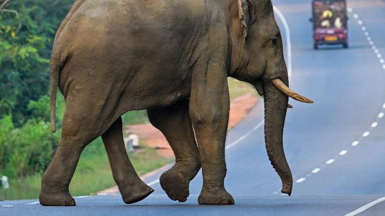 Seekor gajah liar menyeberang sebuah jalan raya di Habarana, Sri Lanka, pada Selasa (20/2/2024). Sri Lanka merupakan negara kepulauan dengan dengan banyak kawasan hutan belantara yang dilindungi secara hukum. Diketahui, terdapat ribuan kawasan lindung yan