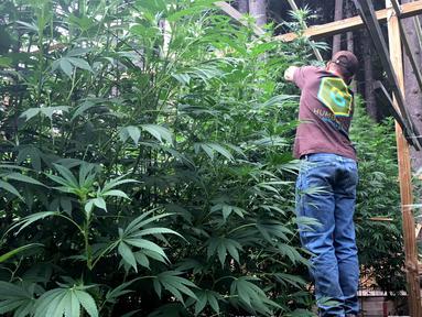 Steve Dillon menanam pohon ganja di pekarangan rumahnya di Humboldt County, California pada 28 Agustus 2016. California merupakan satu dari delapan negara bagian AS yang tengah memperjuangkan legalisasi ganja. (REUTERS/Rory Carroll)