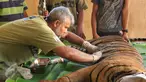 Drh. Anhar Lubis memeriksa kondisi Harimau Sumatera yang terluka akibat terjerat jebakan rusa yang dipasang oleh warga, Mandailing Natal, Sumut, Sabtu (28/11/2015). (Foto:Ori Kakigunung)