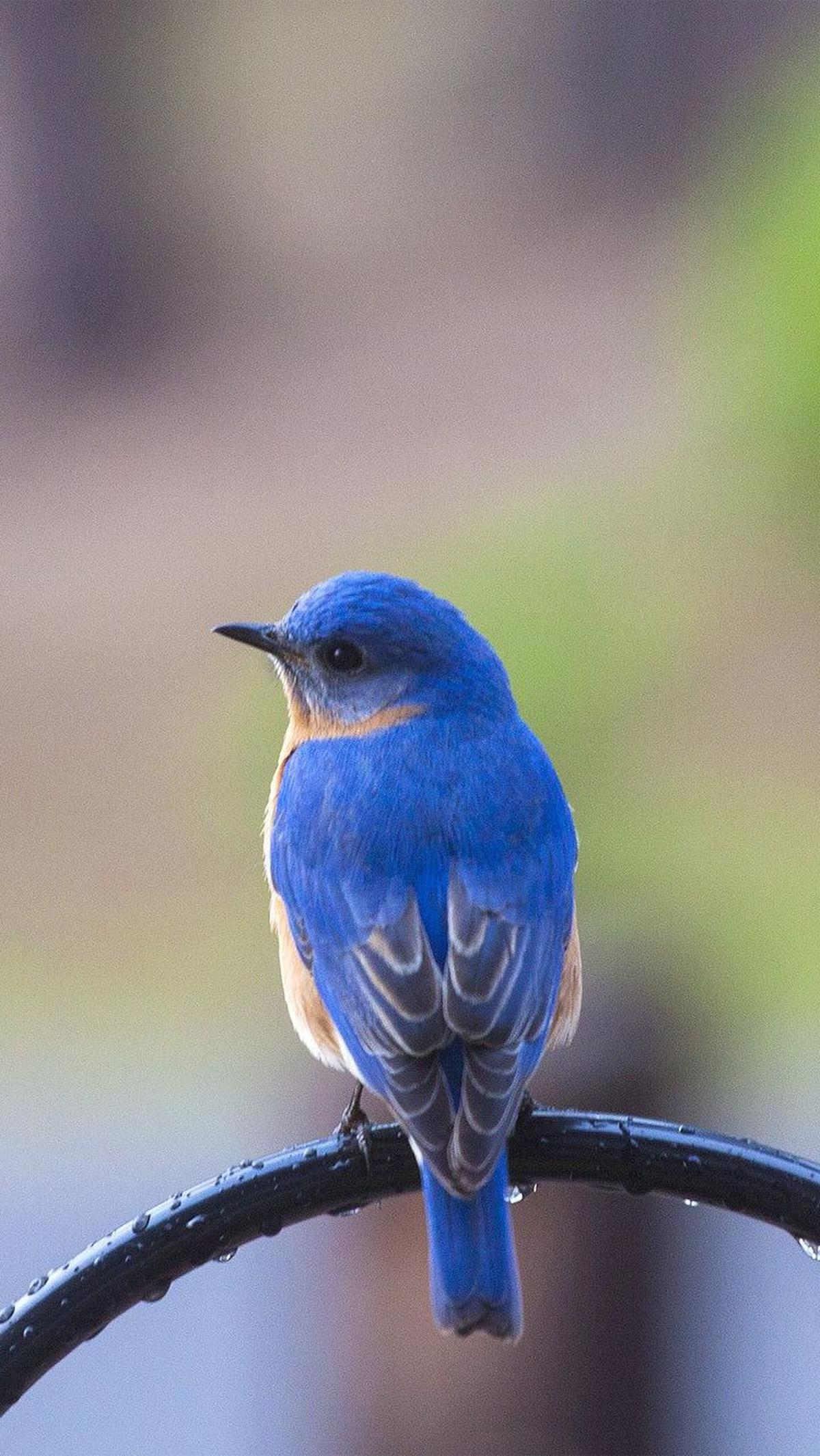 14. Burung Biru<br>
